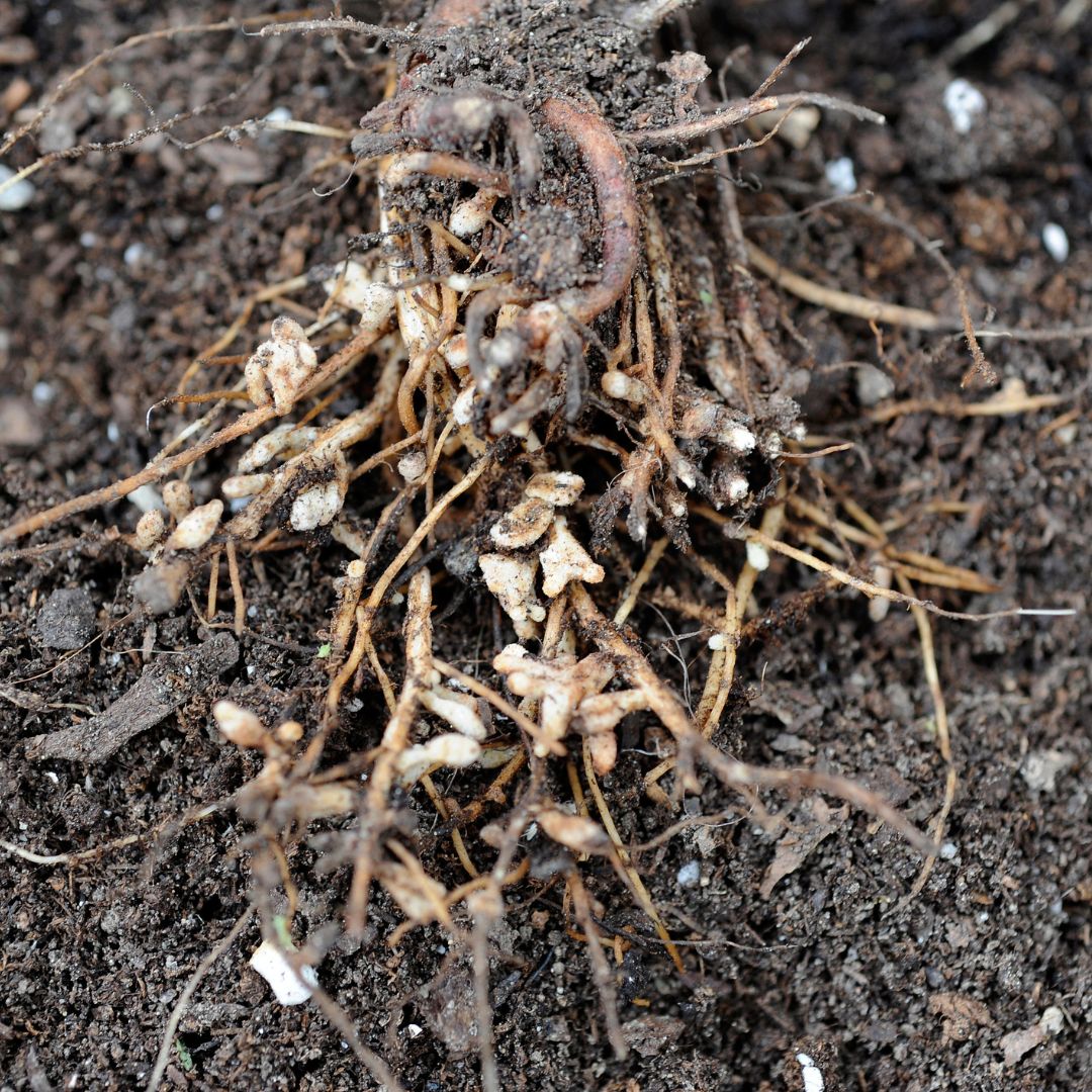 Organic Bio Fertilizer in India